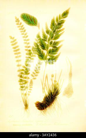 Une illustration botanique détaillée mettant en vedette diverses fougères, mettant en valeur leurs formes et structures de feuilles distinctes, ainsi que leurs racines et leurs tiges. La végétation délicate met en évidence les caractéristiques complexes de chaque plante., fougère rayée noire, A : Asplenium Adiantum nigrum L. - fronde à tige noire, B : Asplenium trichomanes L. - frange rayée brune, famille : 2. Polypodiaceae - famille des champignons ponctués, pl. 8, après p. 26 (Vol. 1), 1886, Otto Wilhelm Thomé : Prof. Dr. Thomé's Flora von Deutschland, Österreich und der Schweiz in Wort und Bild. Gera-Untermhaus : Verlag von P. Eugen Köhler, [1886]., Classi Banque D'Images