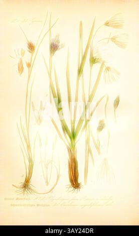 Une illustration présentant des dessins botaniques détaillés de diverses plantes, avec des feuilles minces et des fleurs délicates, accompagnées d'annotations scientifiques et d'étiquettes pour l'identification., brun Moorsimse et Cottongrass à feuilles étroites, A : Rhynchospora fusca - Brown Moorsimple, B et C : Eriophorum angustifolium Roth - herbe de coton à feuilles étroites, famille : 25. Cyperaceae - Ried Grasses, planche 102, après p. 252 (Vol. 1), 1886, Otto Wilhelm Thomé : Prof. Dr Thomé's Flora von Deutschland, Österreich und der Schweiz in Wort und Bild. Gera-Untermhaus : Verlag von P. Eugen Köhler, [1886]., Art classique Banque D'Images