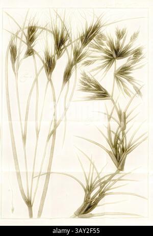 Une illustration botanique détaillée présentant diverses plantes ressemblant à de l'herbe, mettant en évidence leurs structures complexes et leurs caractéristiques délicates. Chaque spécimen est étiqueté avec des noms scientifiques correspondants, donnant un aperçu de la diversité de la vie végétale., graminées 6, Fig. 1 : Stipa arguens du Japon, Fig. A : le Saame avec la longue aile agrandie, Fig. 2 : Spinifex squarrosus from Ceylon, fiche 92, p. 858, 1785, Carl von Linné : des Ritters Carl von Linné [...] vollständiges Pflanzensystem : nach der vierzehnten lateinischen Ausgabe und nach Anleitung des holländischen Houttuynischen Werks übersetzt und Banque D'Images