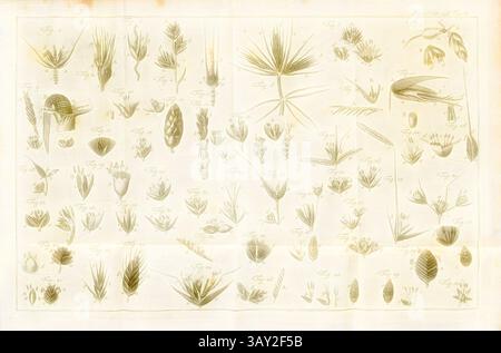 Une illustration botanique complexe présentant une variété de spécimens de plantes, y compris des feuilles, des fleurs et des structures de graines, disposées de manière détaillée et organisée à des fins éducatives., graminées 1, Fig. 51 : les marques distinctives essentielles des genres de graminées linnéennes présentées figurativement, et décrites selon le Methodum graminum calycina, pl. 87, p. 853, 1785, Carl von Linné : des Ritters Carl von Linné [...] vollständiges Pflanzensystem : nach der vierzehnten lateinischen Ausgabe und nach Anleitung des holländischen Houttuynischen Werks übersetzt und mit einer ausführlic Banque D'Images