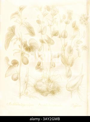 Une collection de plantes richement illustrées, présentant diverses feuilles, tiges et fleurs, soulignant leurs structures uniques et leur beauté naturelle. Chaque spécimen est méticuleusement détaillé, soulignant les caractéristiques délicates de cette étude botanique., Aristolochia longa vulgaris, Aristolochia rotunda, Perfoliata, Pipe Flowers, gravure sur cuivre, p. 428, Besler, Basilius ; Jungermann, Ludwig, 1713, Basilius Besler : Hortus Eystettensis (...). Nürnberg, 1713, Art classique avec une touche moderne réinventée par Artotop Banque D'Images