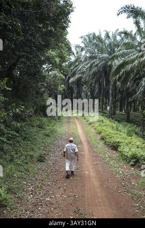29 août 2016 - Solok Selatan, West Sumatera, Indonésie - West Sumatera, Indonésie, 04 septembre 2016 : Mr. Huzri YEDI officier qui s'occupe de PT. TKA forrest conservation inspecter la forrest qui vit côte à côte avec la plantation d'huile de palme. L'huile de palme est un type d'huile végétale comestible dérivée du fruit du palmier, cultivé sur le palmier à huile africain. Les palmiers à huile sont originaires d'Afrique de l'Ouest, mais peuvent prospérer partout où la chaleur et les précipitations sont abondantes. Aujourd'hui, l'huile de palme est cultivée dans toute l'Afrique, l'Asie, l'Amérique du Nord et l'Amérique du Sud, avec 85% de toute l'huile de palme produite dans le monde Banque D'Images