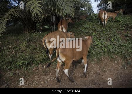 29 août 2016 - Solok Selatan, West Sumatera, Indonésie - West Sumatera, Indonésie, 04 septembre 2016 : vaches détenues et entretenues par des employés de PT. TKA, parfois les vaches ont été mangées par le tigre Sumateran qui vivent à la forrest de conservation qui sont autorisés par PT. TKA, la société donnera alors une compensation au propriétaire de la vache. L'huile de palme est un type d'huile végétale comestible dérivée du fruit du palmier, cultivé sur le palmier à huile africain. Les palmiers à huile sont originaires d'Afrique de l'Ouest, mais peuvent prospérer partout où la chaleur et les précipitations sont abondantes. Aujourd'hui, l'huile de palme est cultivée partout Banque D'Images