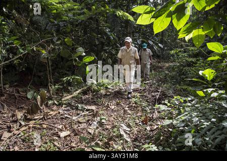 29 août 2016 - Solok Selatan, West Sumatera, Indonésie - West Sumatera, Indonésie, 04 septembre 2016 : M. Huzri YEDI officier de PT. TKA, inspectez la conservation forrest à l'intérieur de PT. Plantation d'huile de palme TKA. L'huile de palme est un type d'huile végétale comestible dérivée du fruit du palmier, cultivé sur le palmier à huile africain. Les palmiers à huile sont originaires d'Afrique de l'Ouest, mais peuvent prospérer partout où la chaleur et les précipitations sont abondantes. Aujourd'hui, l'huile de palme est cultivée dans toute l'Afrique, l'Asie, l'Amérique du Nord et l'Amérique du Sud, avec 85 % de toute l'huile de palme produite et exportée dans le monde par l'Indonésie et la Malaisie ; b Banque D'Images