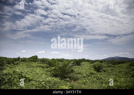 2 septembre 2016 - Solok Selatan, West Sumatera, Indonésie - West Sumatera, Indonésie, 04 septembre 2016 : nouveaux arbres à huile de palme à PT. Site TKA. L'huile de palme est un type d'huile végétale comestible dérivée du fruit du palmier, cultivé sur le palmier à huile africain. Les palmiers à huile sont originaires d'Afrique de l'Ouest, mais peuvent prospérer partout où la chaleur et les précipitations sont abondantes. Aujourd’hui, l’huile de palme est cultivée dans toute l’Afrique, l’Asie, l’Amérique du Nord et l’Amérique du Sud, avec 85 % de toute l’huile de palme produite et exportée à travers le monde en Indonésie et en Malaisie, mais la plupart du temps sans recourir à des mesures durables. PT. Tidar Keri Banque D'Images