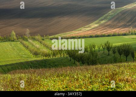 Orchand et collines ondulantes au printemps dans les terres agricoles de Moravie, République tchèque Banque D'Images