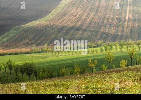 Orchand et collines ondulantes au printemps dans les terres agricoles de Moravie, République tchèque Banque D'Images