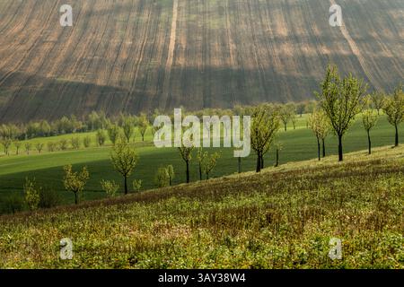 Orchand et collines ondulantes au printemps dans les terres agricoles de Moravie, République tchèque Banque D'Images