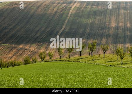 Orchand et collines ondulantes au printemps dans les terres agricoles de Moravie, République tchèque Banque D'Images