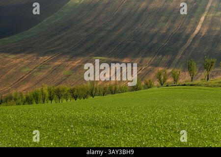 Orchand et collines ondulantes au printemps dans les terres agricoles de Moravie, République tchèque Banque D'Images