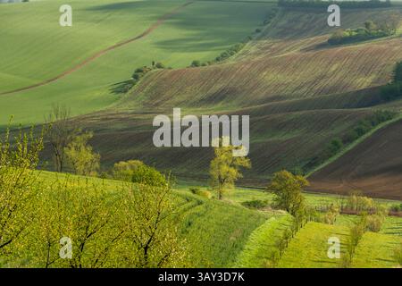 Orchand et collines ondulantes au printemps dans les terres agricoles de Moravie, République tchèque Banque D'Images