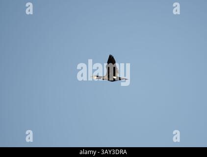 Grand cormoran (Phalacrocorax carbo) volant dans le ciel au printemps. Banque D'Images