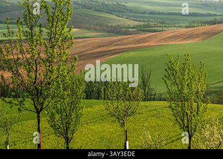 Orchand et collines ondulantes au printemps dans les terres agricoles de Moravie, République tchèque Banque D'Images
