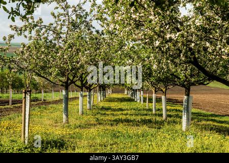 Orchand et collines ondulantes au printemps dans les terres agricoles de Moravie, République tchèque Banque D'Images