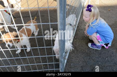 12 octobre 2016 - Fresno, CA, États-Unis - Norah Kerr, 4 ans, examine de près certains chiens adoptables au Fresno Humane animal services le 12 octobre 2016 à Fresno, Calif. (Image crédit : © Craig Kohlruss/TNS via ZUMA Wire) Banque D'Images