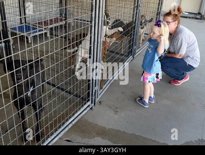 12 octobre 2016 - Fresno, CA, États-Unis - Norah Kerr, 4 ans, et sa mère Amanda regardent les chiens adoptables au Fresno Humane animal services le 12 octobre 2016 à Fresno, Calif. (crédit image : © Craig Kohlruss/TNS via ZUMA Wire) Banque D'Images