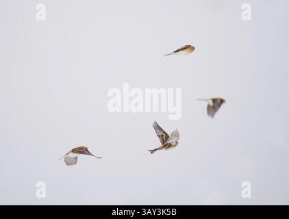 Twites (Linaria flavirostris) volant dans le ciel au printemps. Banque D'Images
