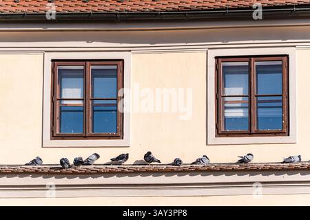 Un groupe de pigeons repose sur un rebord sous deux vieilles fenêtres en bois, dans un mur de couleur crème. La scène capture des éléments architecturaux classiques de Prague Banque D'Images