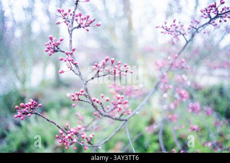 Délicates fleurs de cerisier rose bourgeons congelés émergeant au début du printemps, capturés dans un doux foyer de rêve avec un fond flou améliorant le sen Banque D'Images