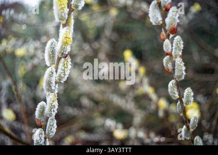 Un gros plan détaillé des bourgeons de fleurs de saule, enveloppés dans le gel, avec un fond naturel légèrement flou qui met en valeur les textures délicates du p glacé Banque D'Images