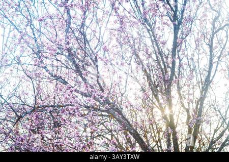 Une image flou capturant la beauté éthérée des branches de fleurs de cerisier sur un fond ensoleillé, mettant en valeur les délicates fleurs roses. Banque D'Images