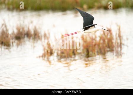 Élégant pilotis aux ailes noires, Himantopus himantopus, capturé à mi-vol au-dessus d'un plan d'eau serein avec une végétation luxuriante en arrière-plan. Banque D'Images