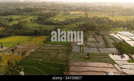 Un lever de soleil doré illumine les rizières en terrasses animées de l'Indonésie rurale. Le patchwork de rizières vertes et d'arbres tropicaux reflète la ferme traditionnelle Banque D'Images