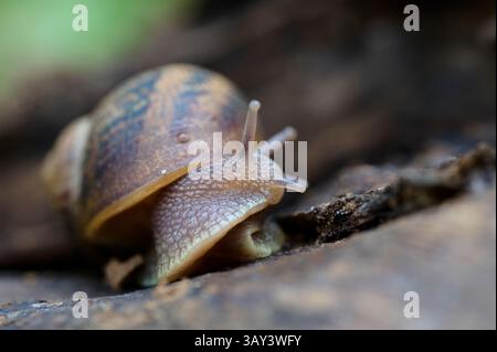 Une photographie détaillée en gros plan capture un escargot alors qu'il explore la surface texturée d'un sol forestier, mettant en valeur sa coquille complexe et ses tentacules. Banque D'Images
