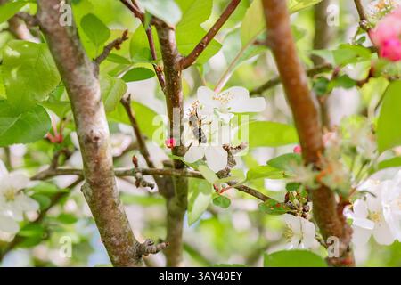 Une abeille se repose sur une délicate fleur de pomme blanche au milieu de feuilles vertes vibrantes et de branches d'arbres. L'image capture un moment serein printanier dans un s. Banque D'Images