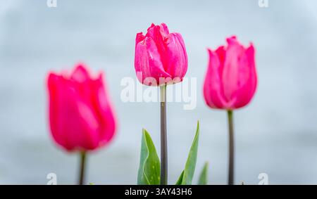 Trois tulipes roses vives fleurissent en évidence avec un fond doux et flou. L'accent central met en évidence leurs pétales délicats et leur riche couleur, capturin Banque D'Images