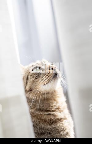Un chat tabby aux yeux verts saisissants regarde vers le haut à côté de rideaux blancs légèrement flous. La lumière naturelle vive met en valeur la texture de sa fourrure an Banque D'Images