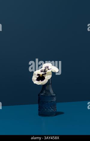 Une seule pensée blanche, également connue sous le nom de Viola tricolor ou Viola × wittrockiana, élégamment exposée dans un vase texturé bleu sur fond bleu. Banque D'Images