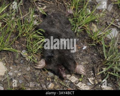 Une taupe morte en gros plan Banque D'Images