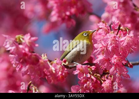 Oiseaux japonais à yeux blancs (Zosterops japonicus) se nourrissant de cerisiers en fleurs précoces dans un parc de Tsuruma, Zosterops-japonicusKanagawa, Japon. Banque D'Images