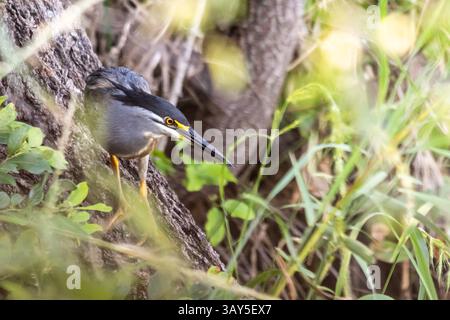 Un héron strié, marchant le long d'une bûche d'arbre tombée parmi les récifs et les sous-bois à la cachette d'oiseau du lac Panic dans le parc national Kruger, en Afrique du Sud Banque D'Images