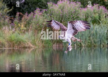 Un Osprey (Pandion haliaetus) prenant une truite dans ses gros talons d'un lac - action shot, Leicestershire Banque D'Images