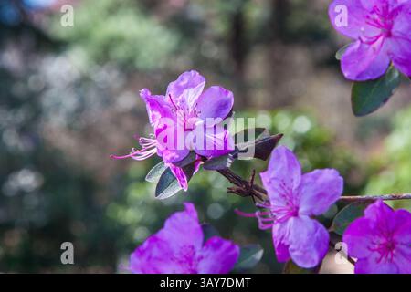 Délicates fleurs de rhododendron rose isolées sur un flou rose clair sur le fond. Gros plan fleur violette. Un arbuste rhododendron fleuri. Dos floral Banque D'Images