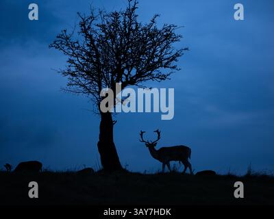 Cerf mâle au crépuscule dans le Phoenix Park à Dublin, Irlande. Banque D'Images