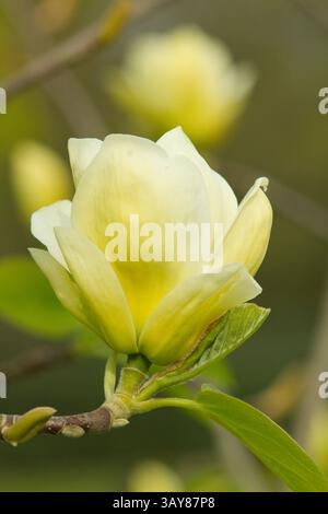 Magnolia lois. Fleurs en forme de tasse jaune pâle caractéristiques de Magnolia lois, un arbre ornemental au printemps, Royaume-Uni. Banque D'Images