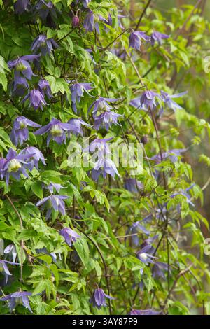 Clematis alpina Frances Rivis, une clématite à floraison printanière grimpant sur un cadre asupport. ROYAUME-UNI Banque D'Images