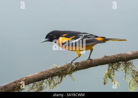 Baltimore Oriole, icterus galbula, mâle adulte seul perché sur une branche d'arbre, Laguna de Lagarto, Costa Rica, 10 avril 2025 Banque D'Images