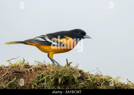 Baltimore Oriole, icterus galbula, mâle adulte seul perché sur une branche d'arbre, Laguna de Lagarto, Costa Rica, 10 avril 2025 Banque D'Images
