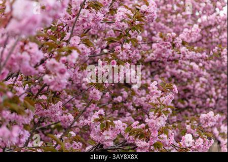 Arbres de sakura denses fleuris avec des fleurs roses capturés à l'extérieur au printemps. La scène montre une texture florale riche et une lumière douce naturelle. Banque D'Images