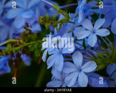 Un gros plan détaillé présentant des grappes de délicates fleurs bleu clair de la plante plumbago (Plumbago auriculata), que l’on trouve couramment dans la Méditerranée Banque D'Images