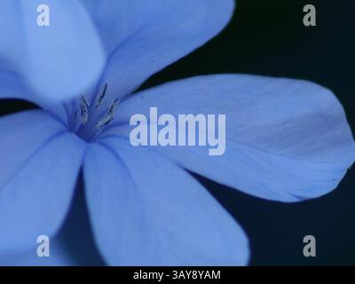 Une photo macro capturant les détails complexes d'une fleur de plumbago bleue unique et délicate (Plumbago auriculata), probablement photographiée à Jerez, en Espagne. Th Banque D'Images