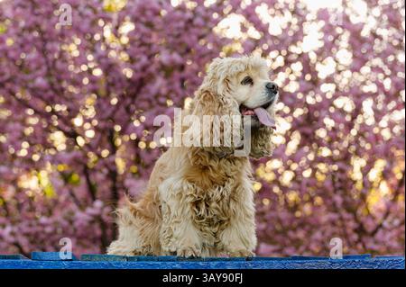 Moelleux American Cocker Spaniel assis sur un banc bleu avec langue dehors, fond d'arbres sakura fleuris. Banque D'Images