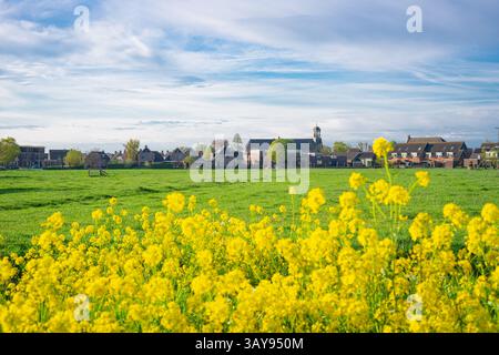 Vue du village de Waarder, province de Zuid-Holland, pays-Bas avec du colza à fleurs jaunes au premier plan. Banque D'Images