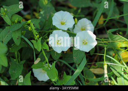 Plante de bindweed des champs de fleurs (Convolvulus arvensis) dans la nature. Gros plan, fleur blanche, feuilles vertes. Banque D'Images