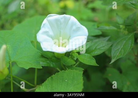 Plante de bindweed des champs de fleurs (Convolvulus arvensis) dans la nature. Gros plan, fleur blanche, feuilles vertes. Banque D'Images