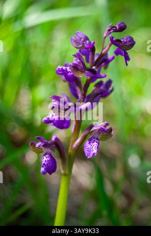 Orchidée aux ailes vertes fleurissant dans une prairie ensoleillée avec un environnement naturel. Banque D'Images